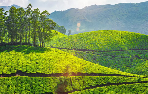 Local Travel Cab Ooty