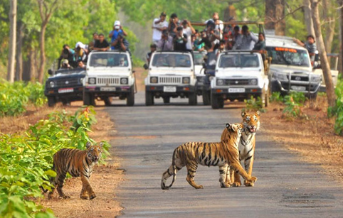 Ooty Savaari Cab Rental