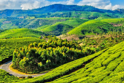 Ooty Savaari Travel Solutions